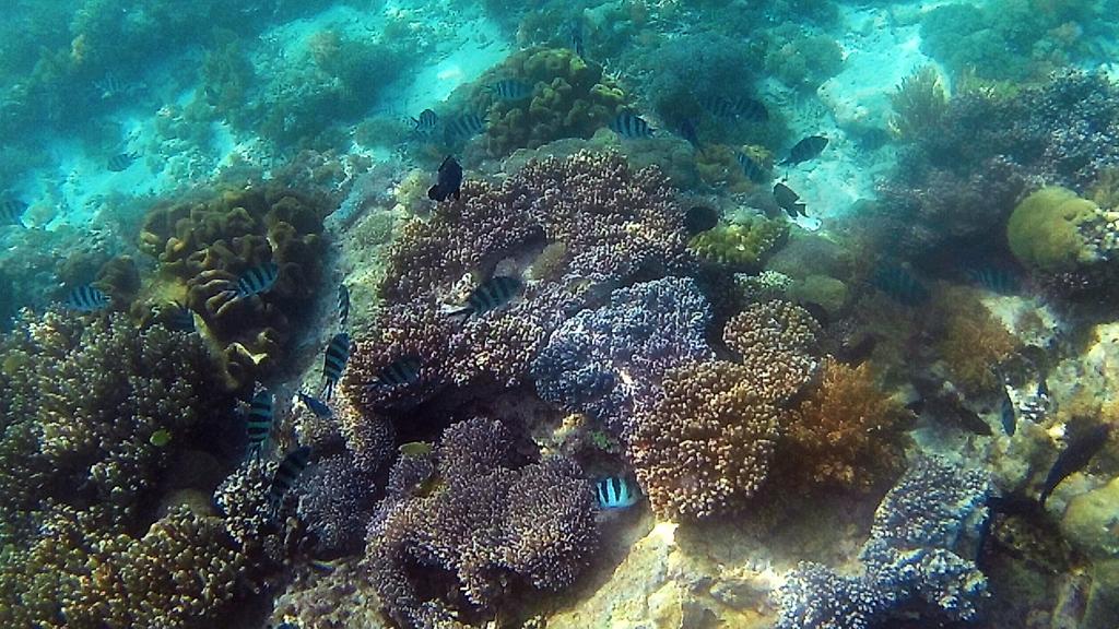 לבואן באג'ו Sylvia Hotel & Resort Komodo מראה חיצוני תמונה